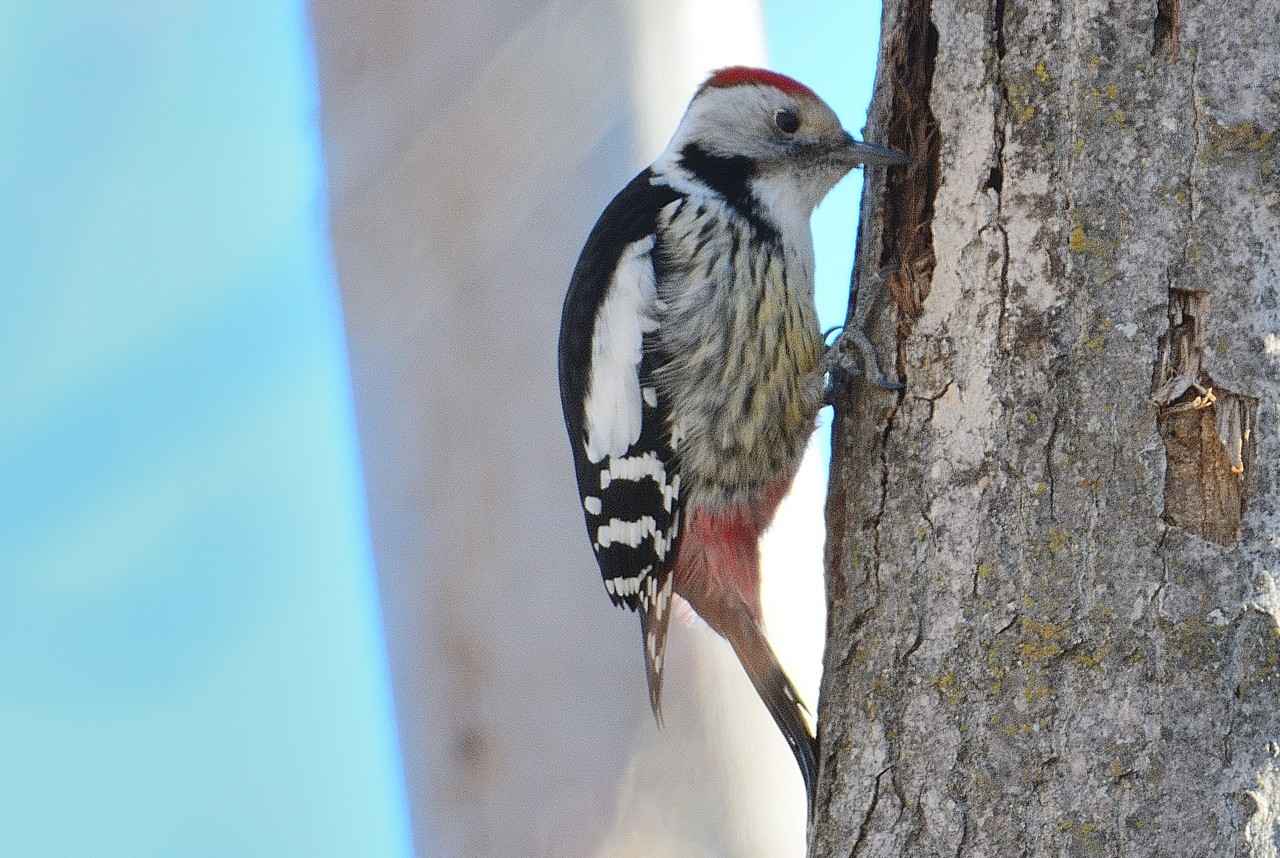 Middle Spotted Woodpecker